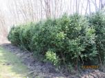 Buxus