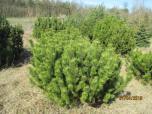 Pinus in Sorten