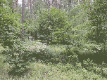 Eilwried