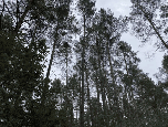 Eilwried