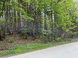 Waldstatus