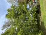 Wald 